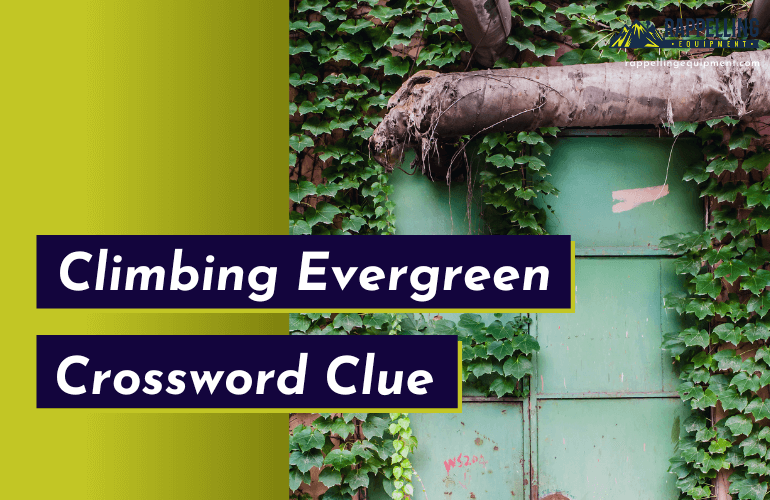 Climbing Evergreen Crossword Clue (Right Answers)