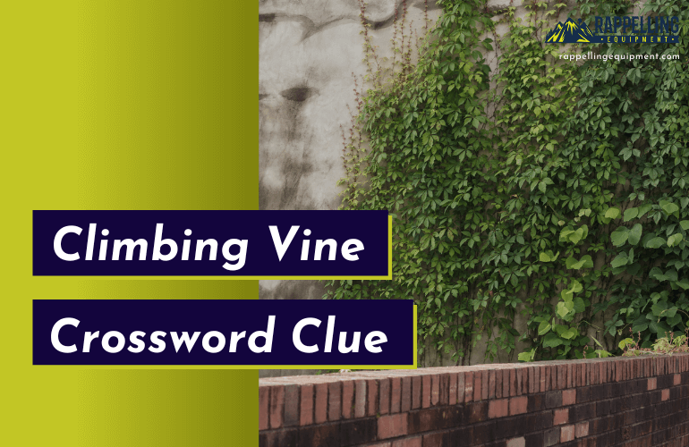 Climbing Vine Crossword Clue