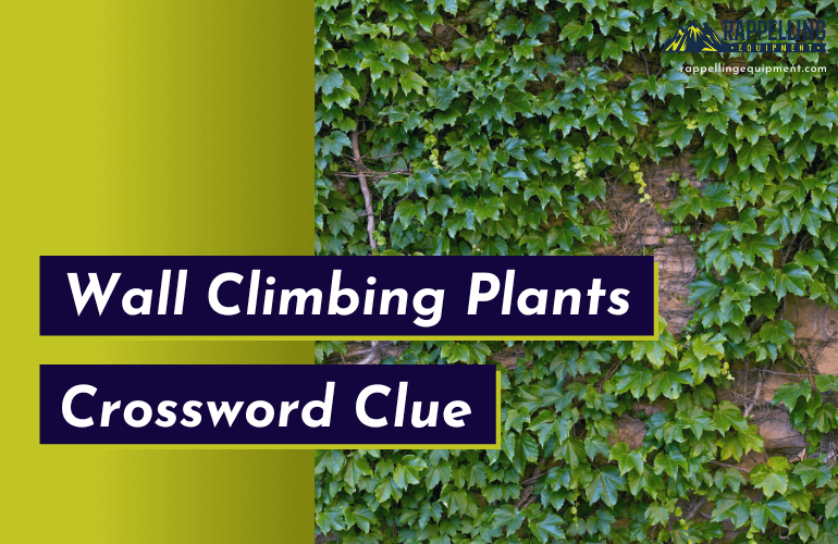 Wall Climbing Plants Crossword Clue