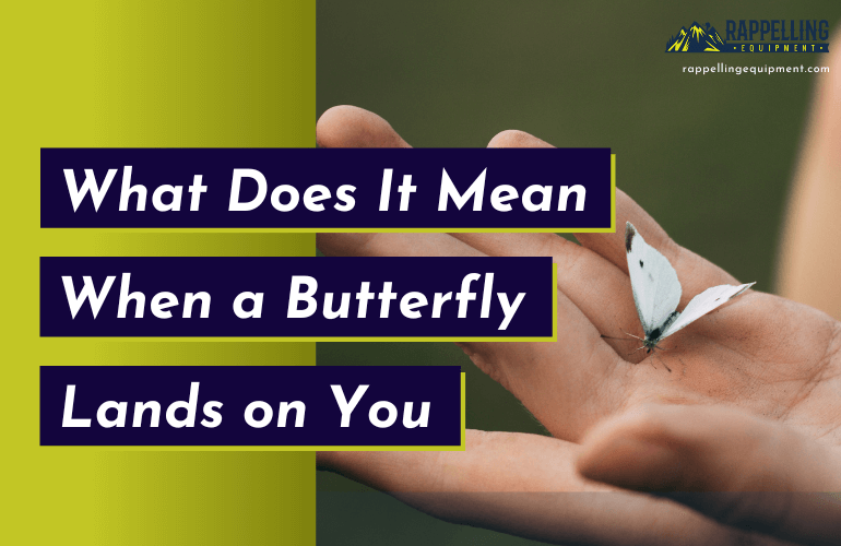 What Does It Mean When a Butterfly Lands on You