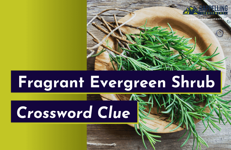 Fragrant Evergreen Shrub Crossword Clue