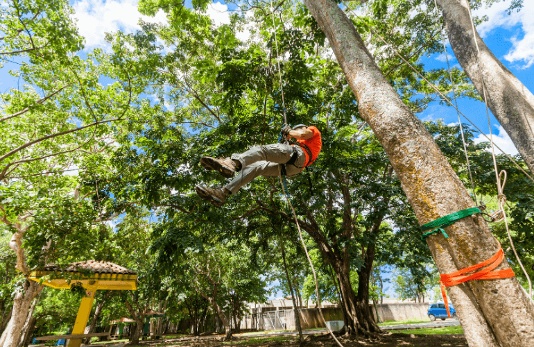 Man Rappelling from a Tree