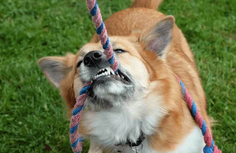 Dog leash from climbing rope