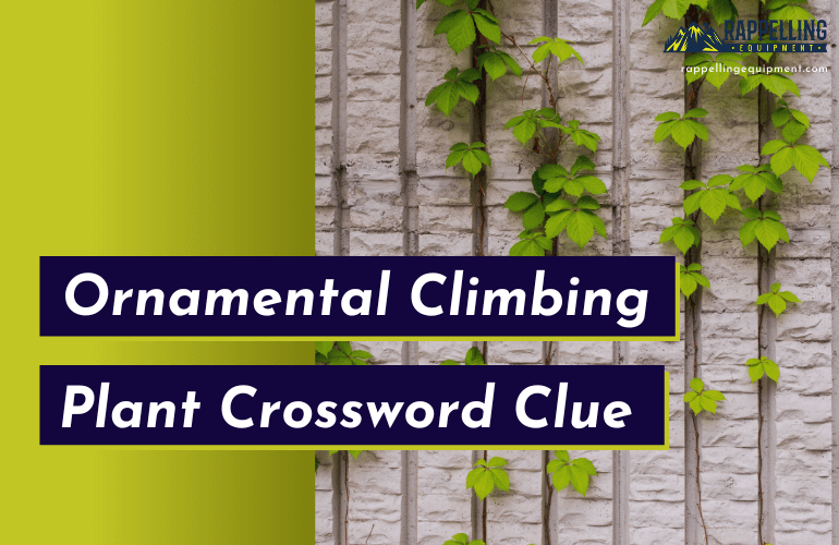 Ornamental Climbing Plant Crossword Clue