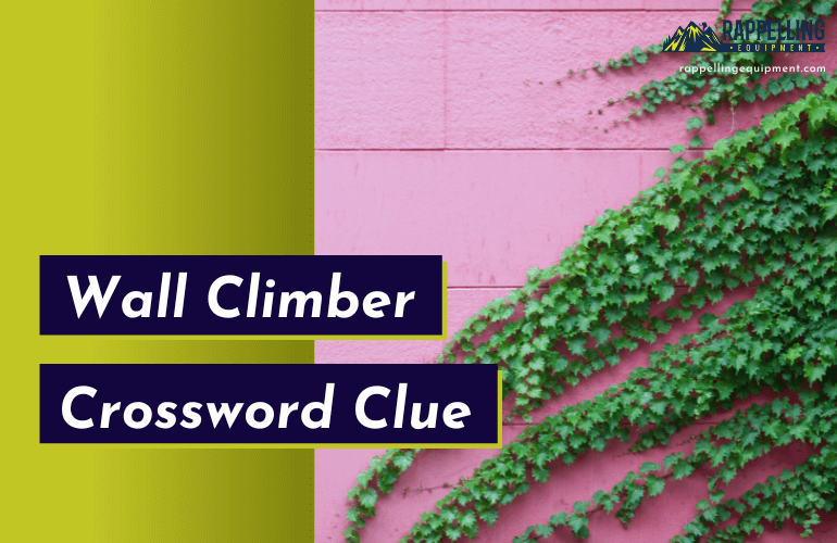 Wall Climber Crossword Clue (Right Answers)