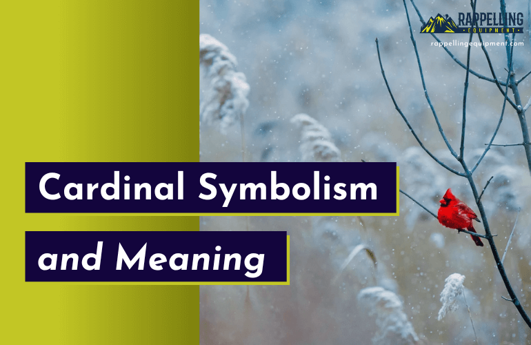 Cardinal Symbolism and Meaning