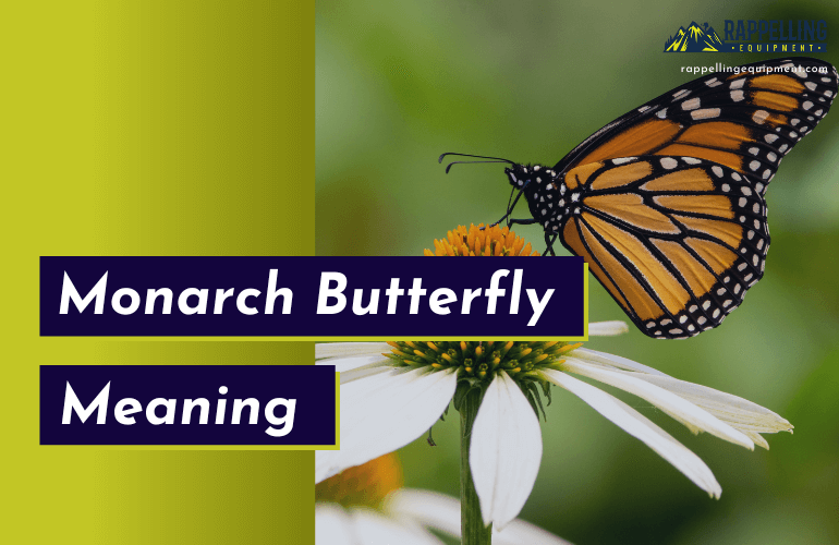 Monarch Butterfly Meaning